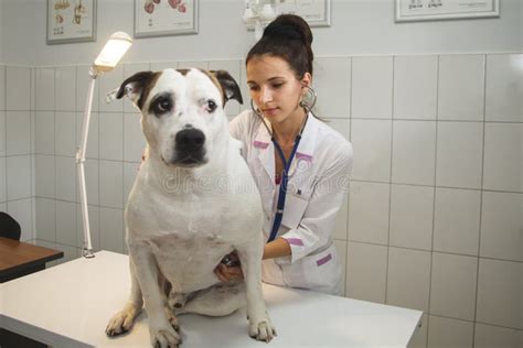 Female Veterinarian with Dog at Vet Clinic Stock Photo - Image of occupation, veterinarian: 99466394