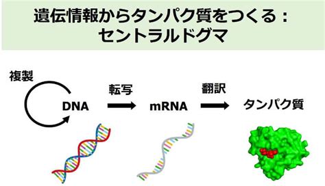 遺伝子導入 高橋医院