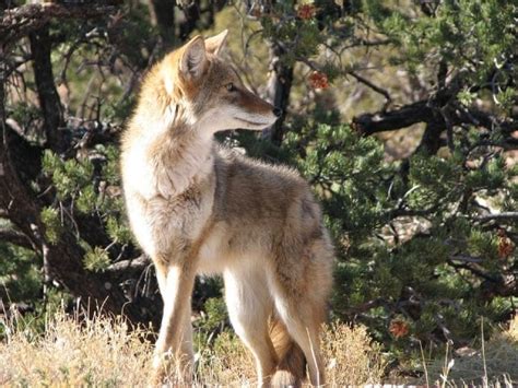 The Wildlife of Sequoia National Park - Animals Network