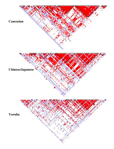 Hapmap Linkage Disequilibrium Plot