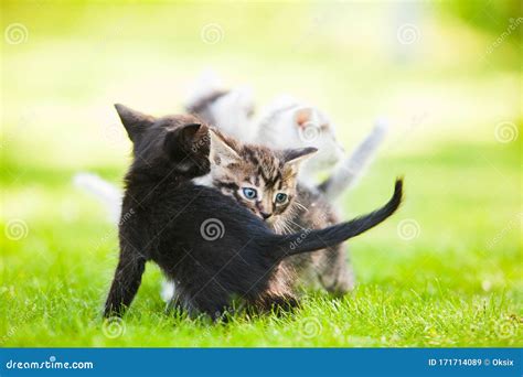 Three Adorable Kittens Playing On The Grass Stock Image Image Of