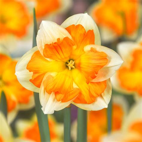 Narcissus Centannees | Daffodil 'Centannees' | J.Parker's