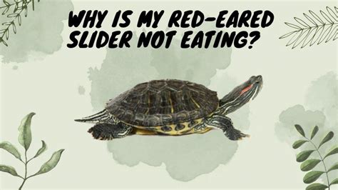 Why Is My Red Eared Slider Not Eating Turtleholic