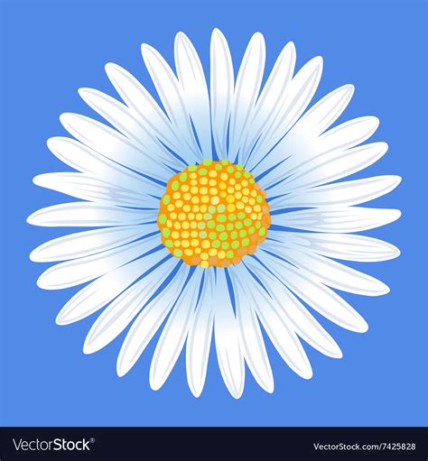 Chamomile Flower Royalty Free Vector Image Vectorstock