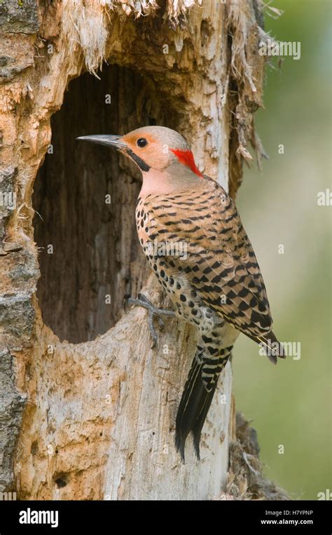 Northern Flicker Colaptes Auratus At Nest Cavity Rifle River