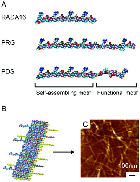 Molecular Model Of Designer Peptides And Nanofiber A Molecular Models Download Scientific