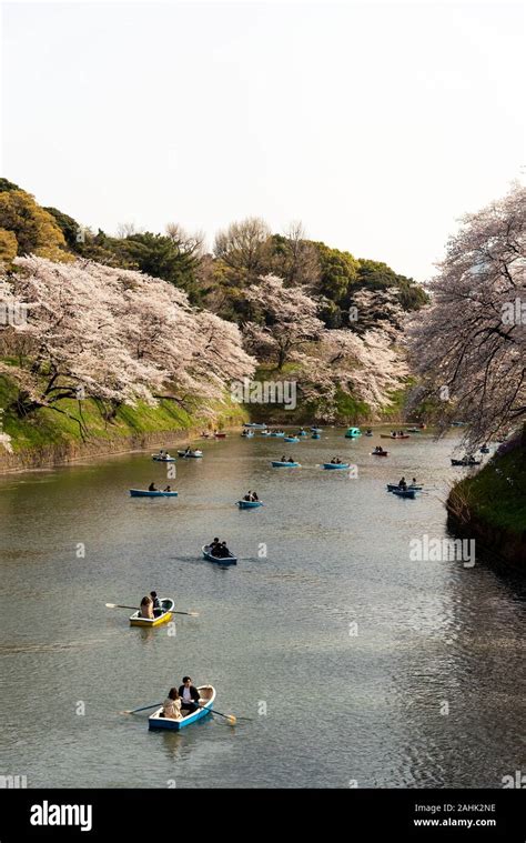 April Cherry Blossoms Know As Sakura And Boats Around