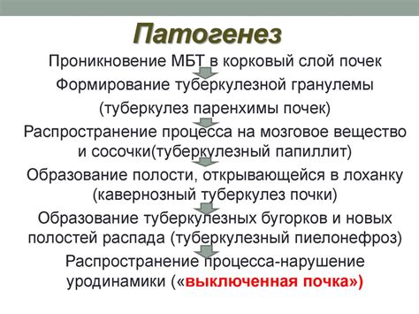 Туберкулез почек и мочевыводящих путей - презентация онлайн
