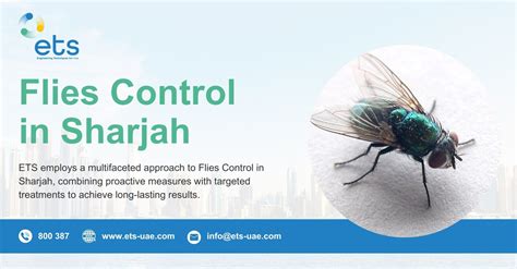 Flies Control In Sharjah Flies Pest Control Services In Sharjah