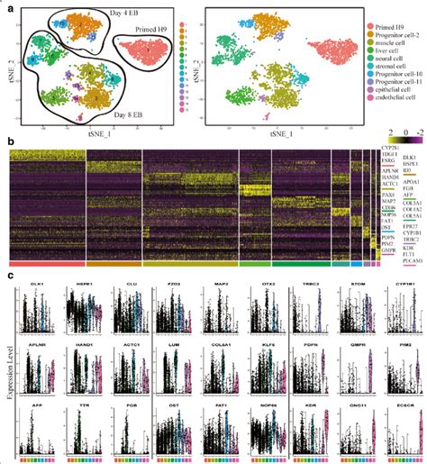 ScRNA Seq Analysis Reveals Lineage Progenitors In EBs A T SNE Plots Of