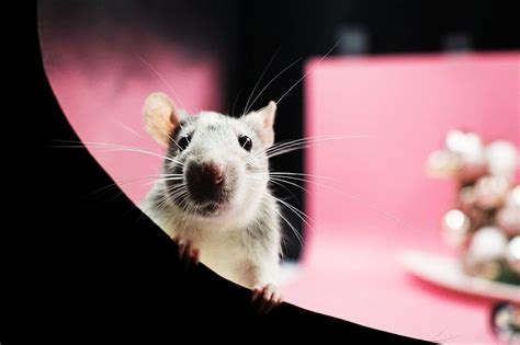 Can Pet Rats Eat Cheese Understanding The Facts And Myths Kamcord