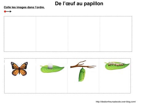 Le cycle de vie du papillon Lécole à la maison 2020 maternelle