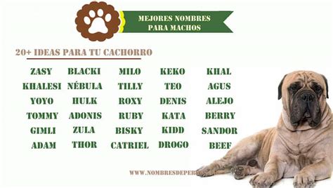 Mejores Nombres Para Perros Machos Nombresdeperros Eu