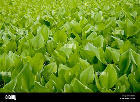 Water Tree Lakes Stock Photo Alamy