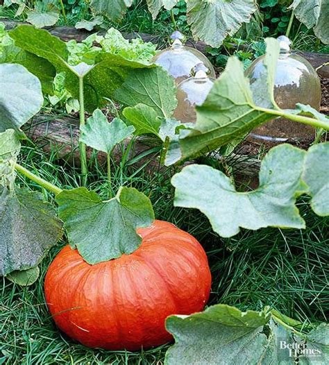 7 Tips For Growing Perfect Pumpkins In Small Spaces Growing Pumpkins