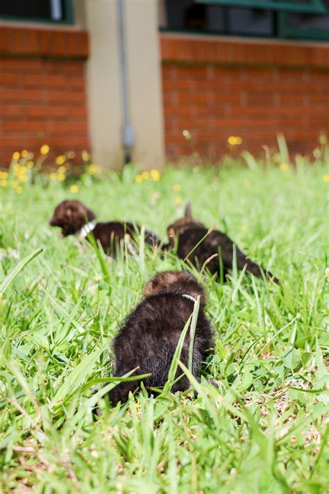 Filhotes De Gato Mourisco Recebem Cuidados No Hospital Veterin Rio Da