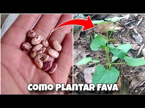 Como Plantar Feijão Fava Rajada YouTube