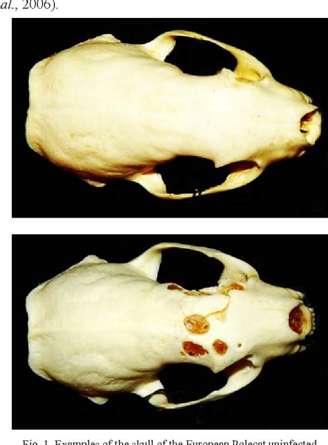 Figure 1 From Cranial Lesions Caused By Helminth Parasites And