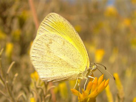 Arizona Butterflies The Patagonia Birding And Butterfly Co