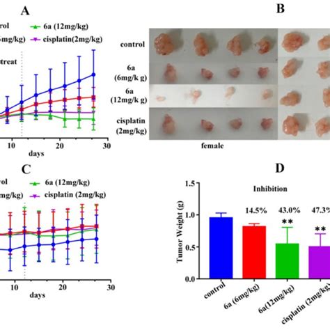 In Vivo Antitumor Activity Of 6a In T 24 Xenograft A 6a At 6 And 12