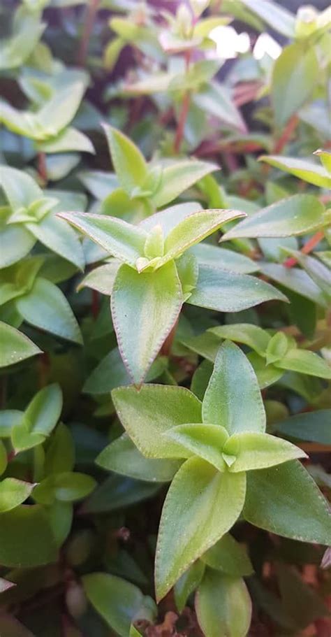 Crassula Pellucida Brachypetala