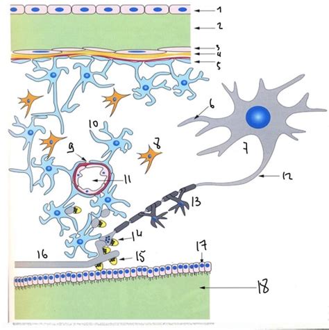 Histologie Tissus Nerveux Flashcards Quizlet