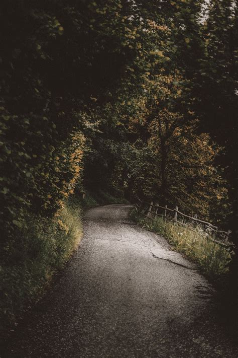 道路小径森林及树木房摄影图素材图片下载 万素网