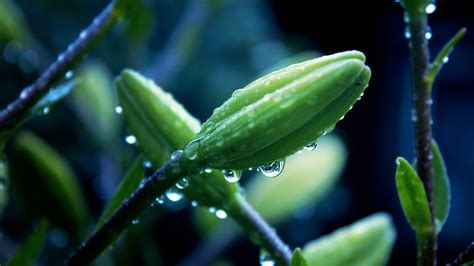 Wallpaper Sunlight Nature Grass Water Drops Green Dew Leaf Flower Drop Flora Bud