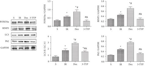 Dex enhanced mitophagy in the hippocampus after HIR. (a) The ... 
