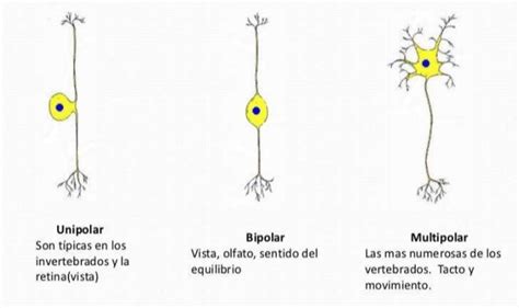 Tipos de neuronas características y funciones