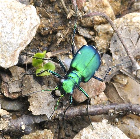 Metallic Green Tiger Beetle Cicindela Sexguttata Bugguide Net