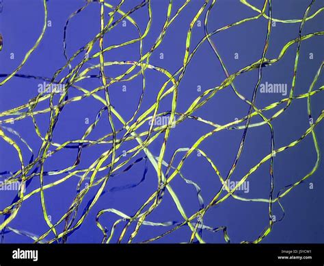 Cellulose Fiber
