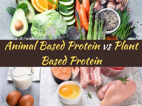 Animal Based Protein Vs Plant Based Protein Health Wellness 360