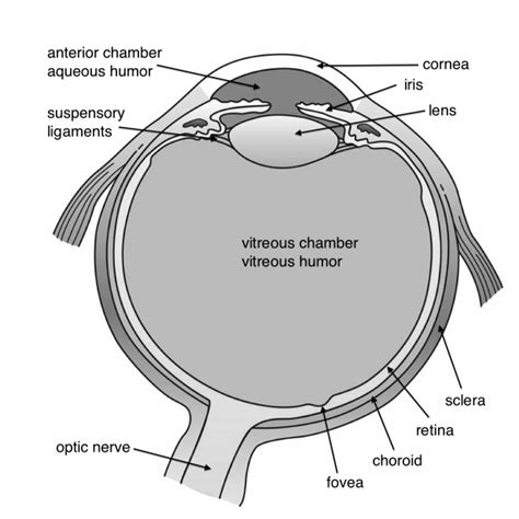 109210 Thehumaneye Physics Libretexts