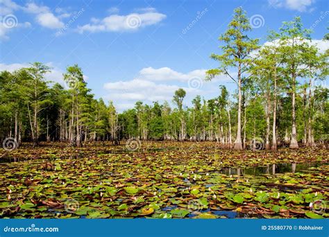 Lily Pads And Blooming Flowers In Florida Swamp Stock Photo Image Of