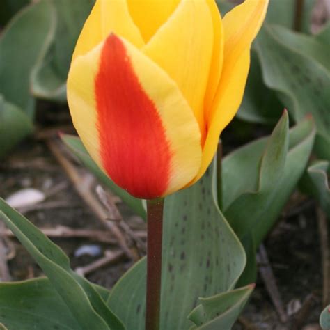 Tulipa First Love