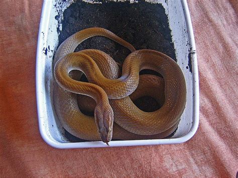 A Snake Breeders Delight The African House Snake African House