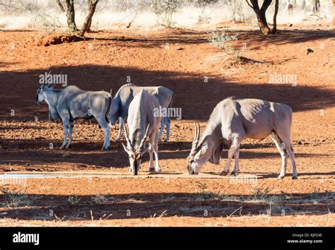 A Herd Of Eland At A Watering Hole In Southern African Savanna Stock