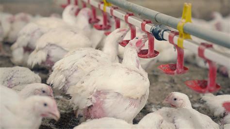 GM Chicken: Why Are Chickens Genetically Modified? | VFC