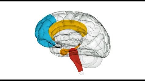 Meet Your Brain A Short Introduction To Neuroscience Youtube