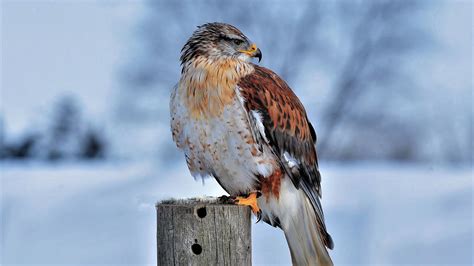 Hawk In Snowy Scenery Wallpaper 4k Hd Id7274