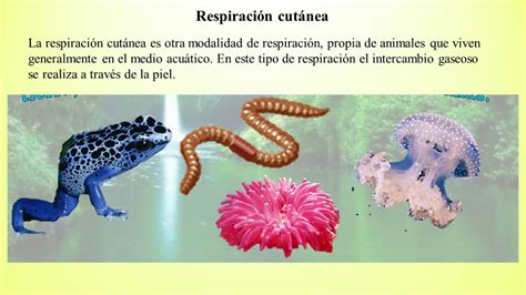 Respiración en los animales - YouTube