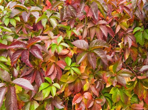Виноград девичий пятилисточковый/Parthenocissus quinquefolia ...