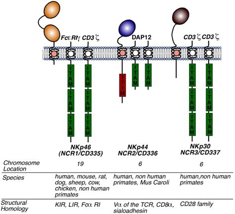 Structure Of Ncrs Molecular Structures Of Nkp Nkp And Nkp