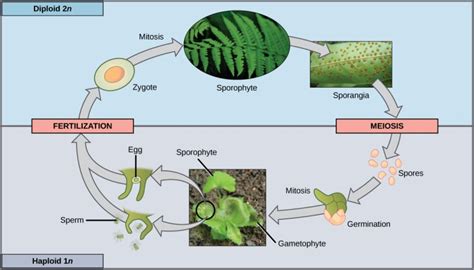 Chapter 29 Asexual And Sexual Reproduction Introductory Biology 2