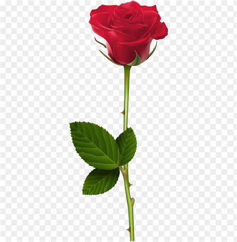 Details Transparent Background Rose Png Abzlocal Mx