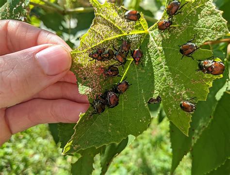 Common Harmful Ohio Insects | Portage Turf Specialists LLC