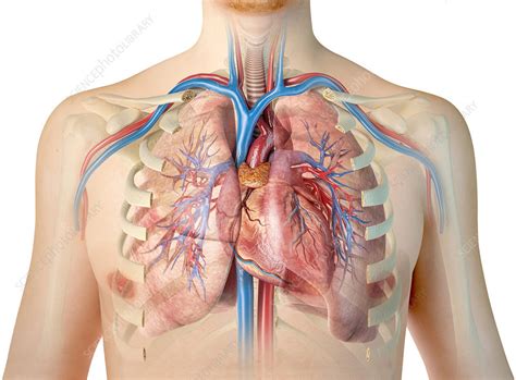 Male Chest Anatomy Of Thorax With Heart Veins Arteries And Lungs Poster Print By Leonello ...