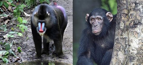 Chimps, Humans and Monkeys: What's the Difference?