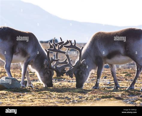 Wild Arctic reindeer in natural habitat Stock Photo - Alamy